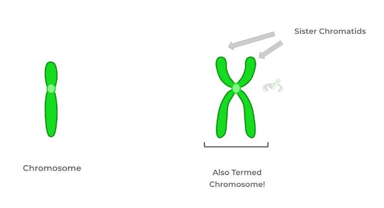 Chromosome v.s. Chromatid