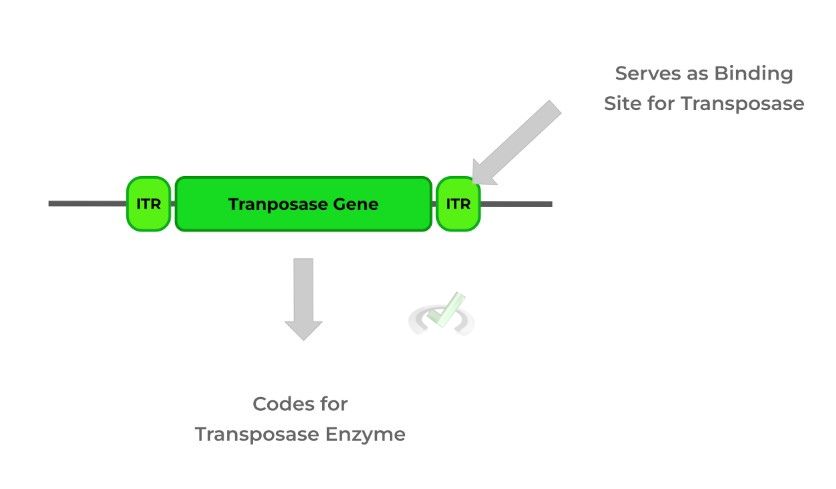 Code for Transposase Enzyme