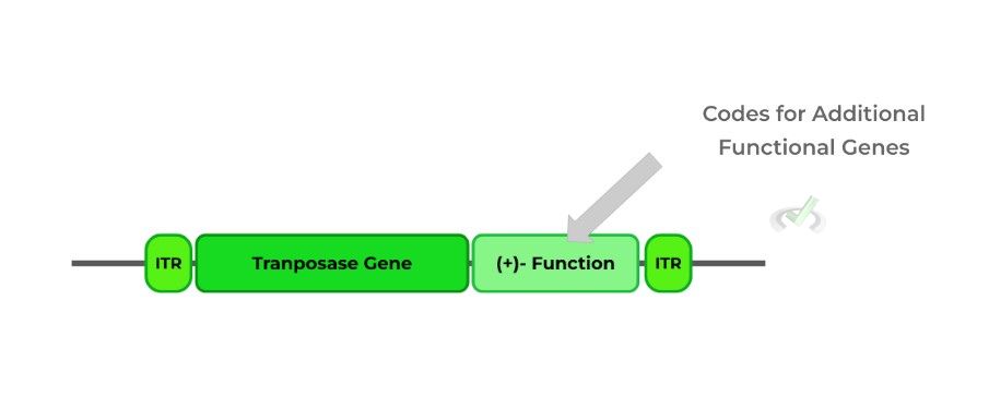 Codes for Additional Functional Genes