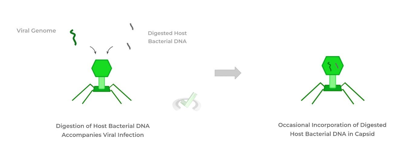 Occasional Incorporation of Digested Host Bacterial DNA in Capsid