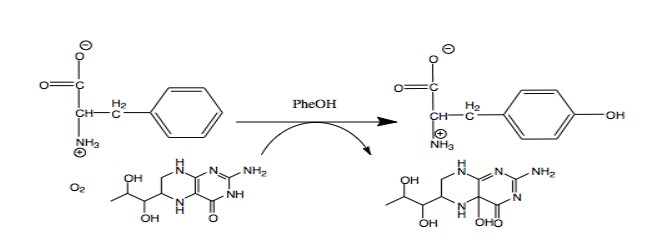 PheOH hydroxylates tetrahydrobiopterin while converting phenylalanine into tyrosine.