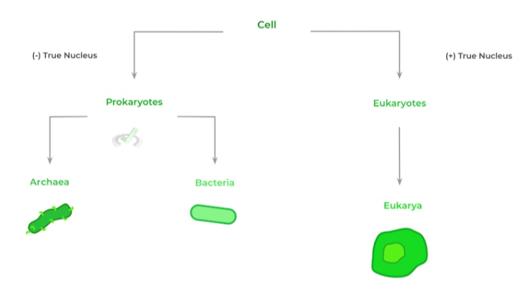 Prokaryotic and Eukaryotic Cell Domains