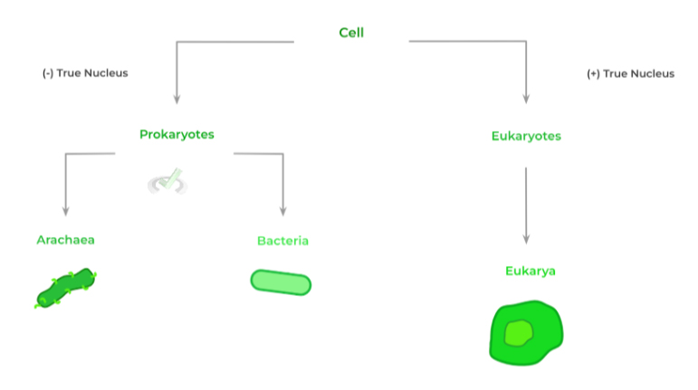 Prokaryotic and Eukaryotic Cell Domains
