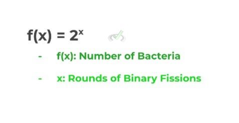basic equation to model bacterial cell