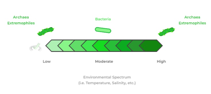 chemosynthesis