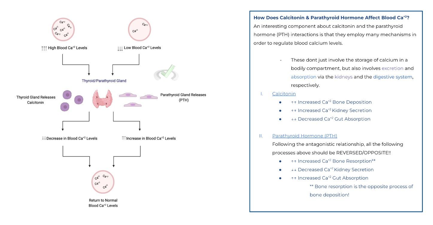Antagonistic Pairs - Calcitonin & Parathyroid Hormone (PTH)