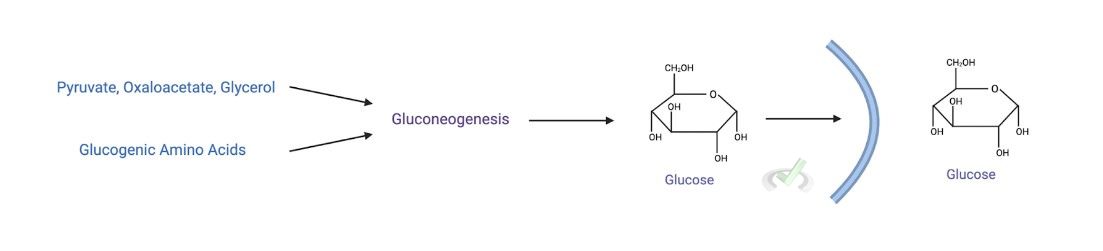 Antagonistic Pairs - Gluconeogenesis