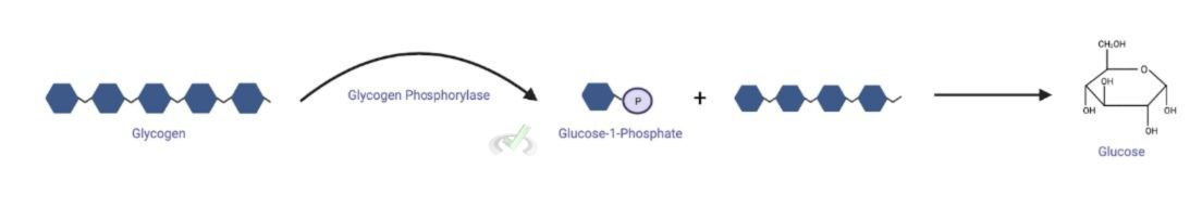 Antagonistic Pairs - Glycogenolysis Antagonistic Pairs - Glycogenolysis