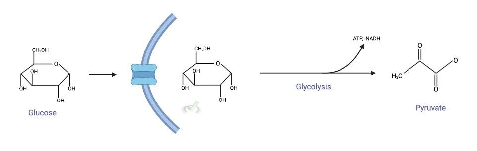 Antagonistic Pairs - Glycolysis