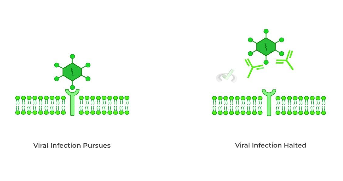 Antibody Therapy in Viral Infection