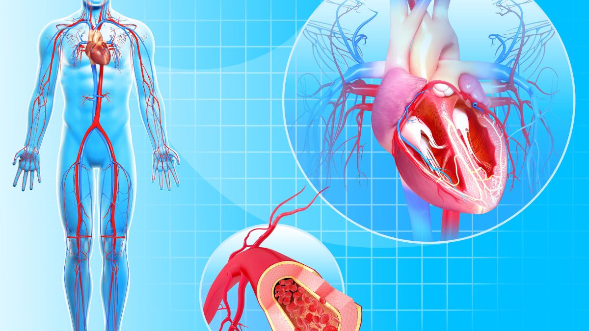 Cardiovascular Systems on the MCAT