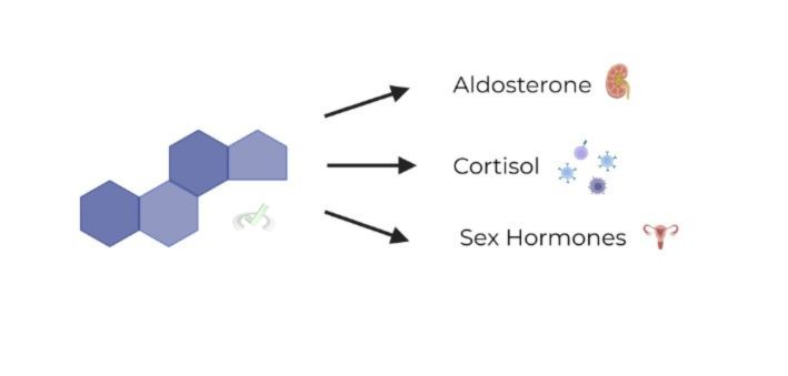 Hormone Basics & Principles - Steriod Hormones