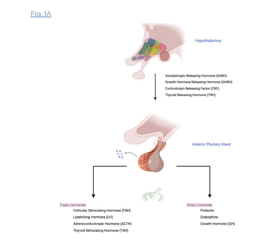Hypothalamic-Anterior Pituitary Interactions 