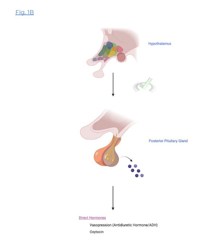 Hypothalamic-Posterior Pituitary Interactions