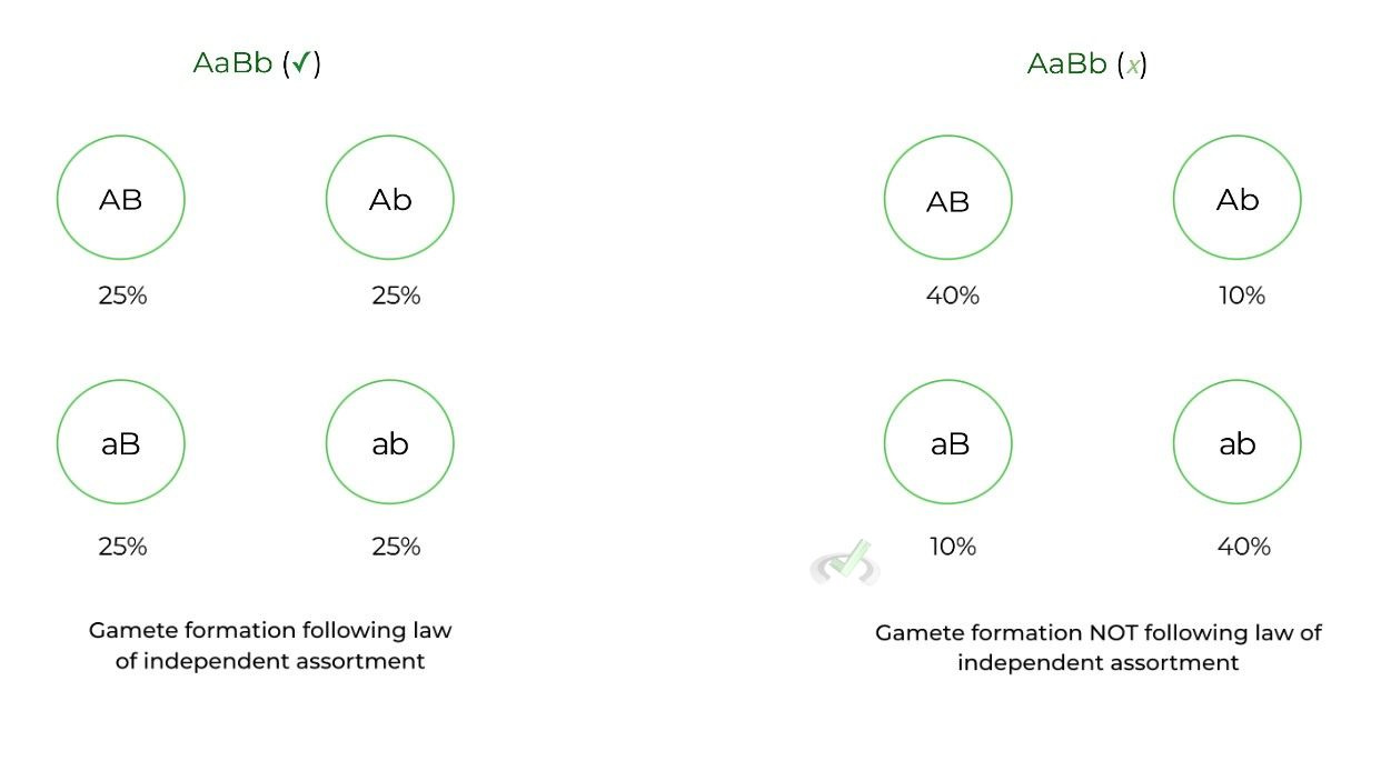 Law of Independent Assortment - Wrong