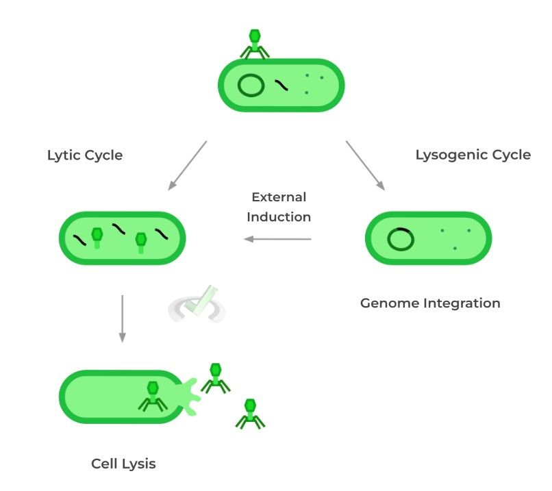 Lytic v.s. Lysogenic Cycle