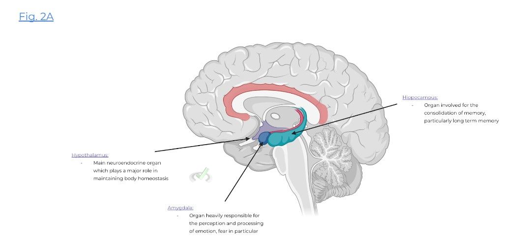 Neuroanatomy and function