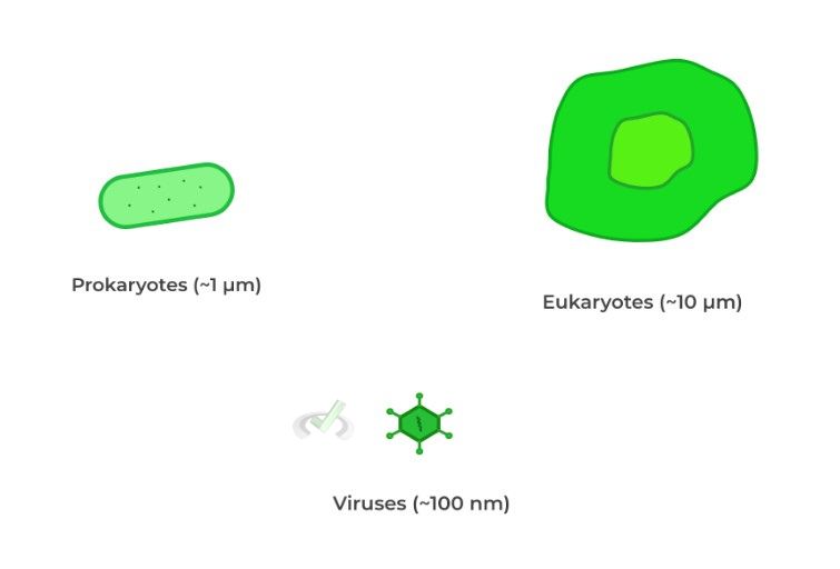 Relative Size to Prokaryotic and Eukaryotic Cells