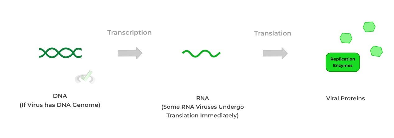 Transcription, Translation, and Genome Replication