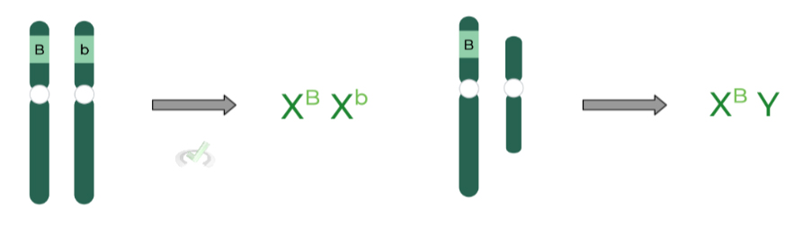 Mendelian Genetics Sex Linked Genes On The Mcat – Medlife Mastery