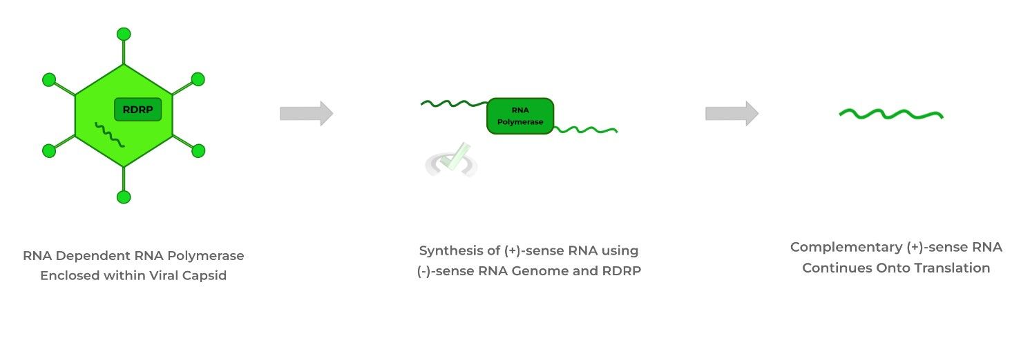 complementary (+)-sense RNA