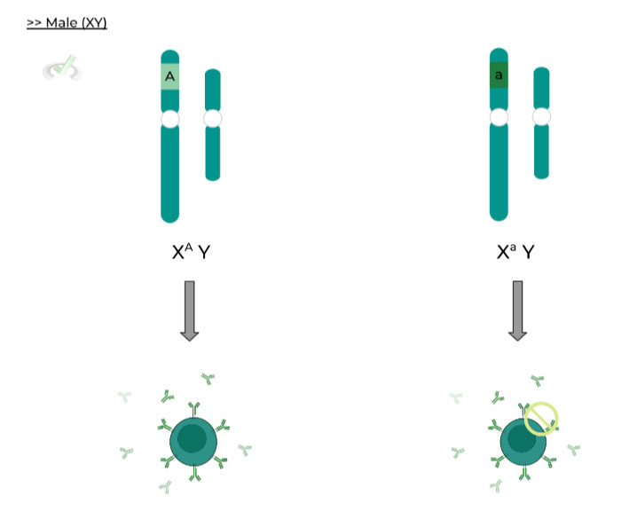 Male-Combination