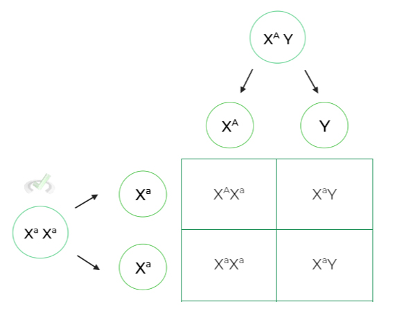 Punnett Squares