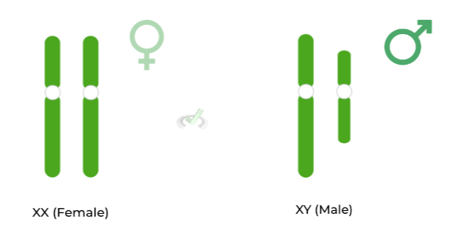 Mendelian Genetics Sex Linked Genes On The Mcat Medlife Mastery 