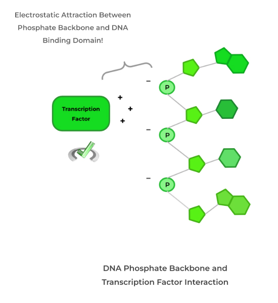 DNA Phosphate