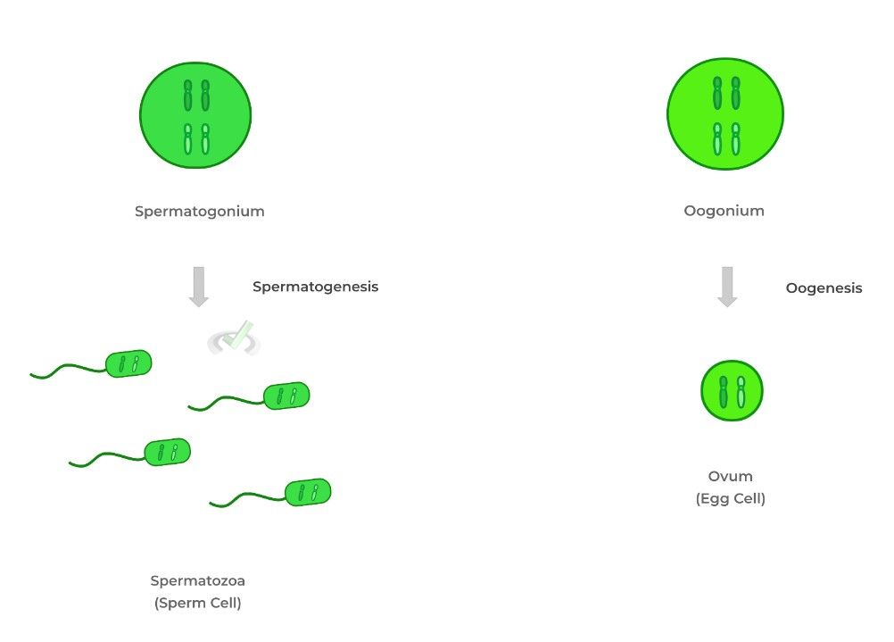 Generation of Sperm and Egg Cells