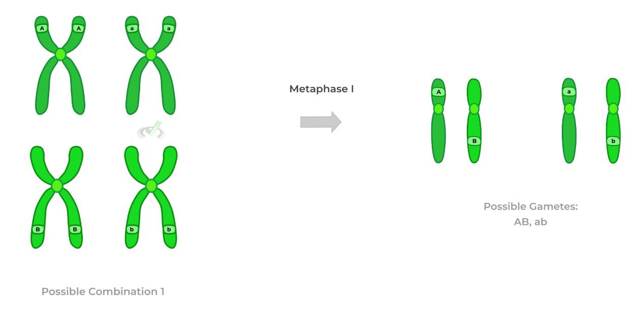 Metaphase I Possible Combination 1