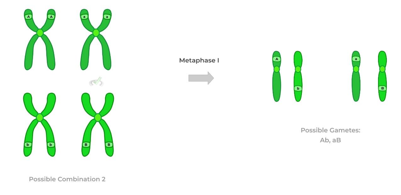 Metaphase I Possible Combination 2