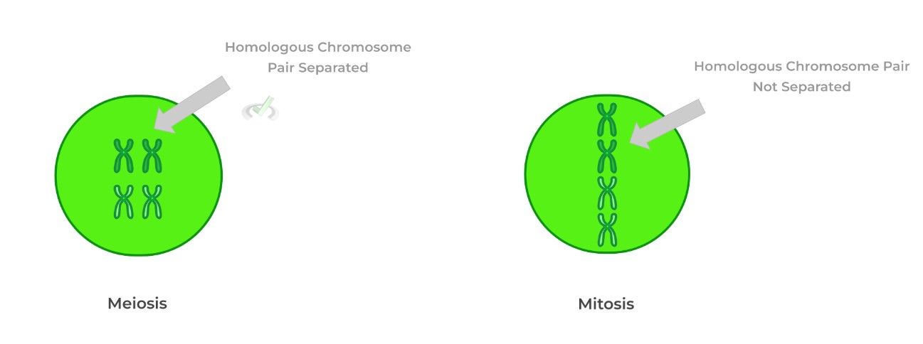 Metaphase Plate