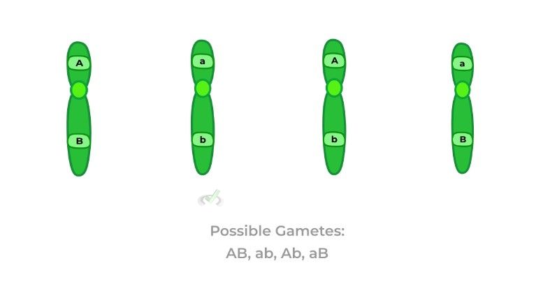 Possible Gametes AB ab Ab aB