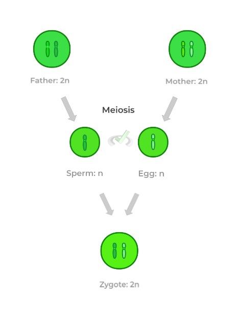 Significance of Meiosis