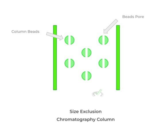 Size Exclusion Chromatography Column