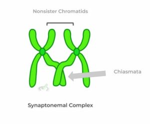 Synaptonemal Complex