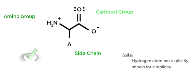 amino-group