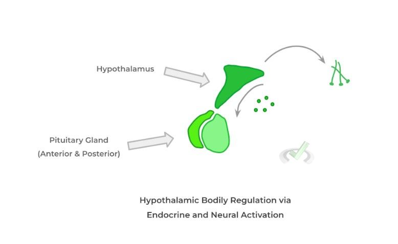 Hypothalamic Bodily Regulation via Endocrine and Neural Activation