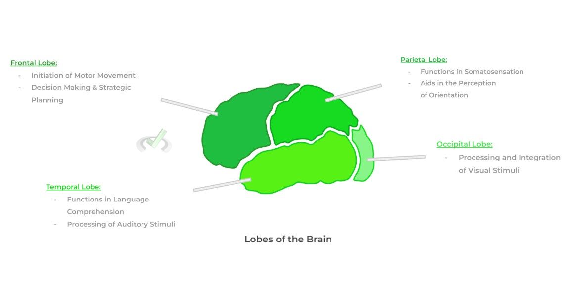 Lobes of the Brain