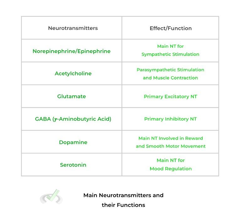 Main Neurotransmitters and their Functions
