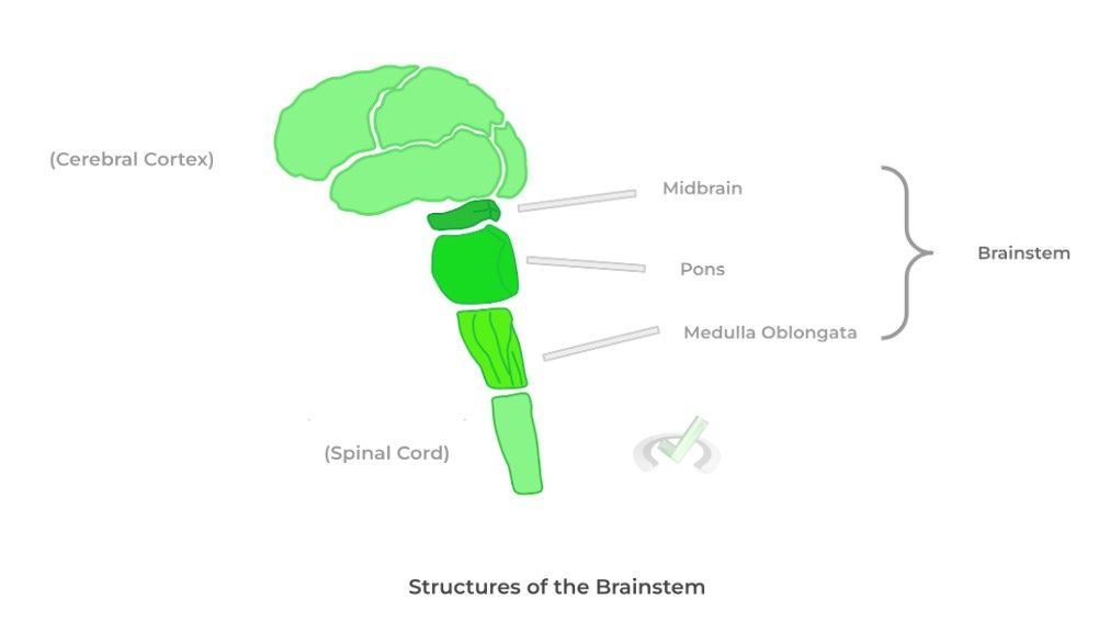 Structures of the Brainstem