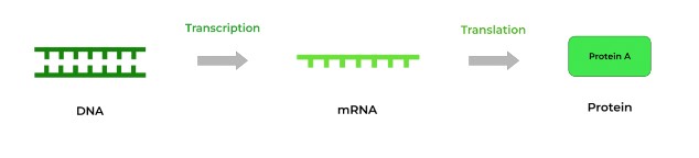 11 RNA Transcription