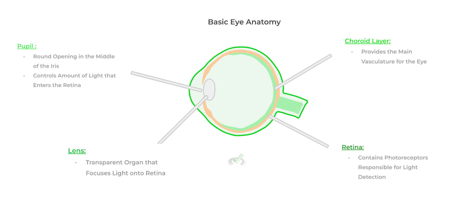 Basic-Eye-Anatomy