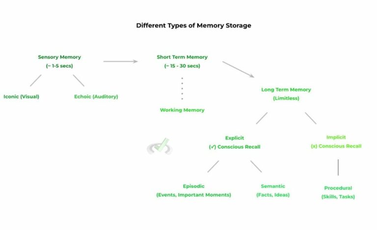 Learning and Memory on the MCAT – MedLife Mastery