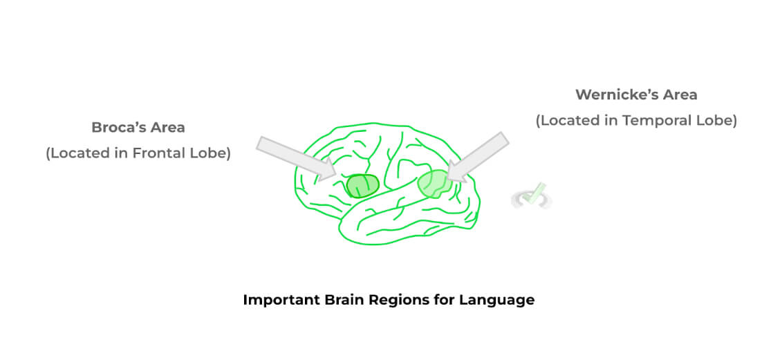 Important-Brain-Regions-for-Language