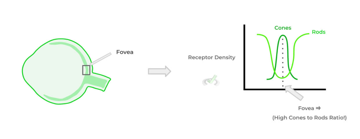 Receptor-Density