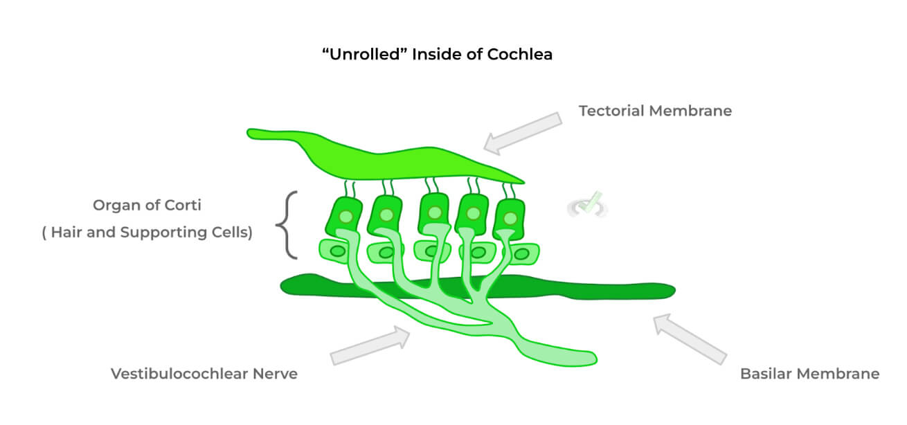 Unrolled-Inside-of-Cochlea