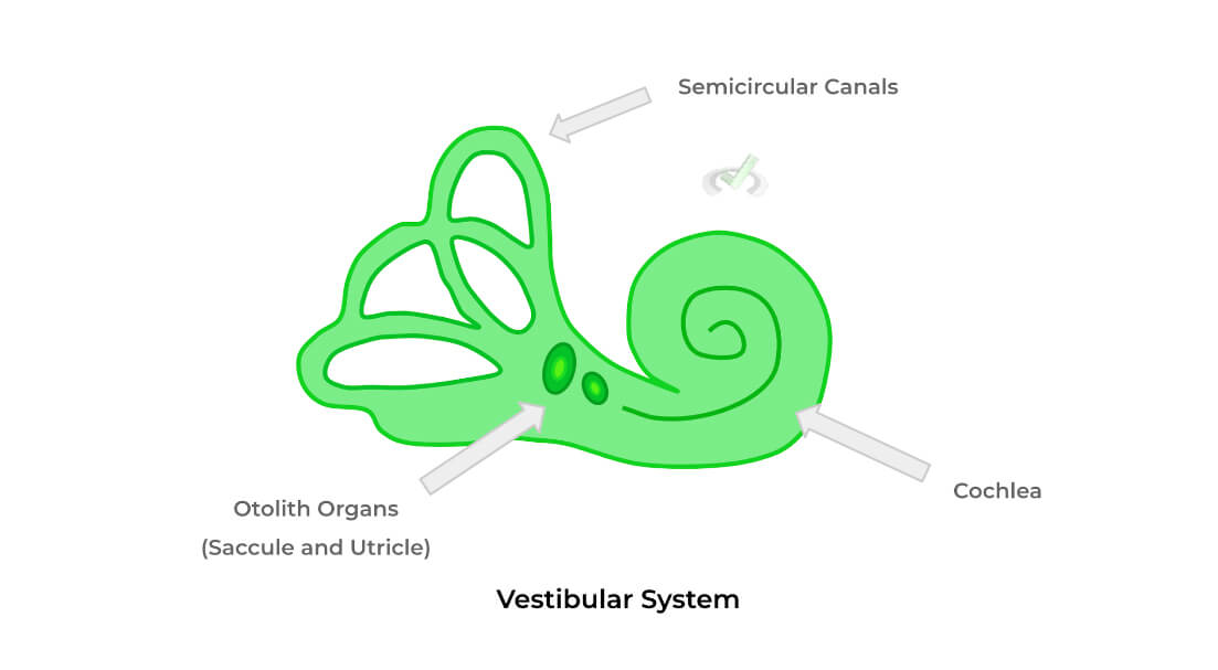 Vestibular-System