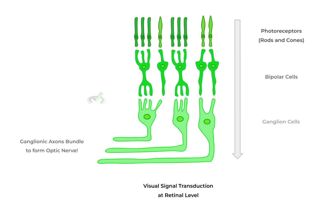 Visual-Signal-Transduction